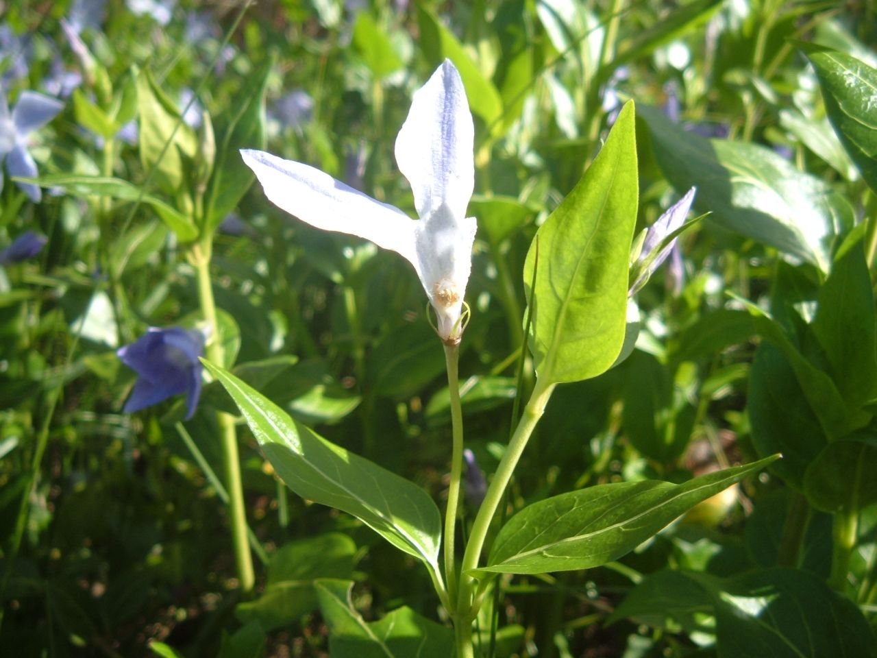 Vinca sardoa